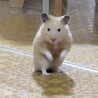 まる。