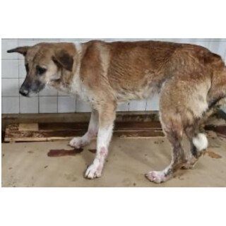 殺処分対象❗️収容期限4/18迄❗️延長なし