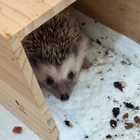 ハリ坊