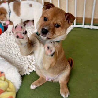 【相談中】かわいい子犬　ランドくん　2ヶ月