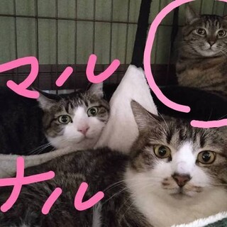 何気に触れるキジ子ちゃん