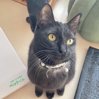 強運猫★ゆうひ★まだまだお子ちゃま