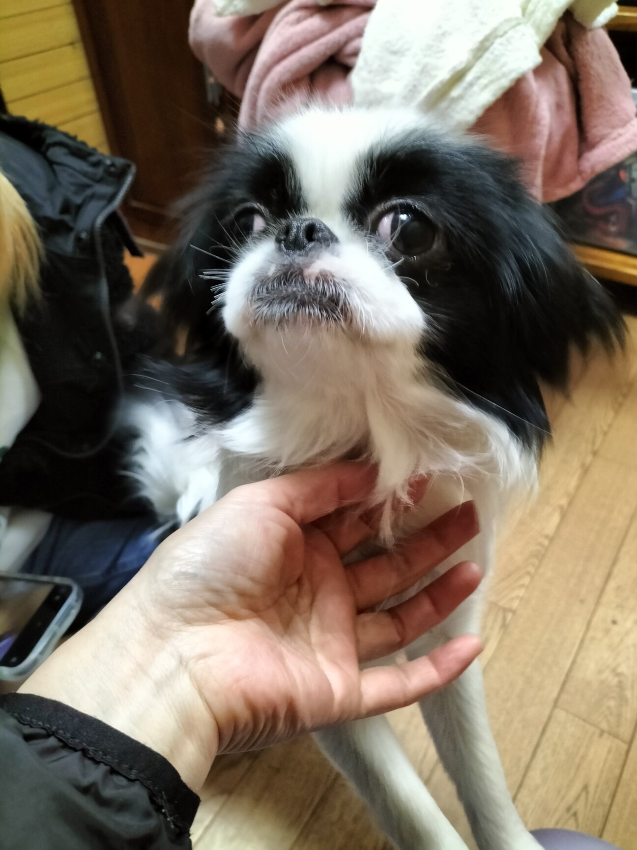 「狆 女の子 1歳」宮城県 - 犬の里親募集(513704) 2枚目の画像 :: ペットのおうち【里親決定25万頭！】
