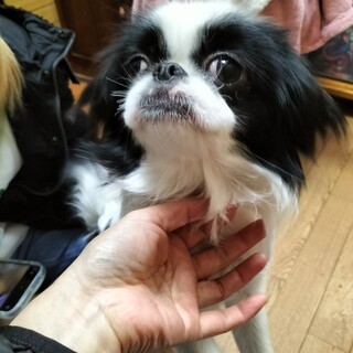 狆　女の子　1歳