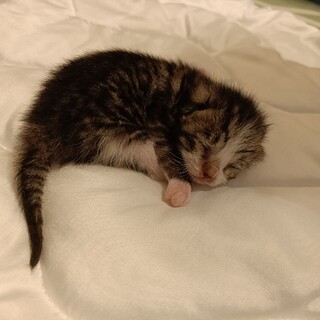 仔猫4匹　里親募集