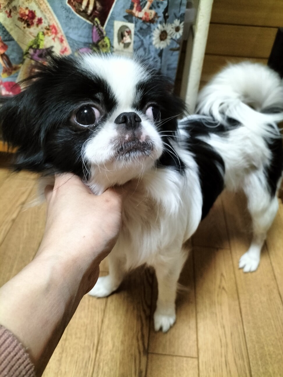 「狆 女の子 1歳」宮城県 - 犬の里親募集(513704) 2枚目の画像 :: ペットのおうち【里親決定25万頭！】