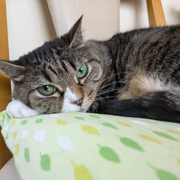 ニャンルーチーさん、おぼえていてくれて嬉しい。ゆづ樹お姫さま、ごきげんよう。