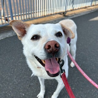 人が大好きな【ゴールドシップ】くん