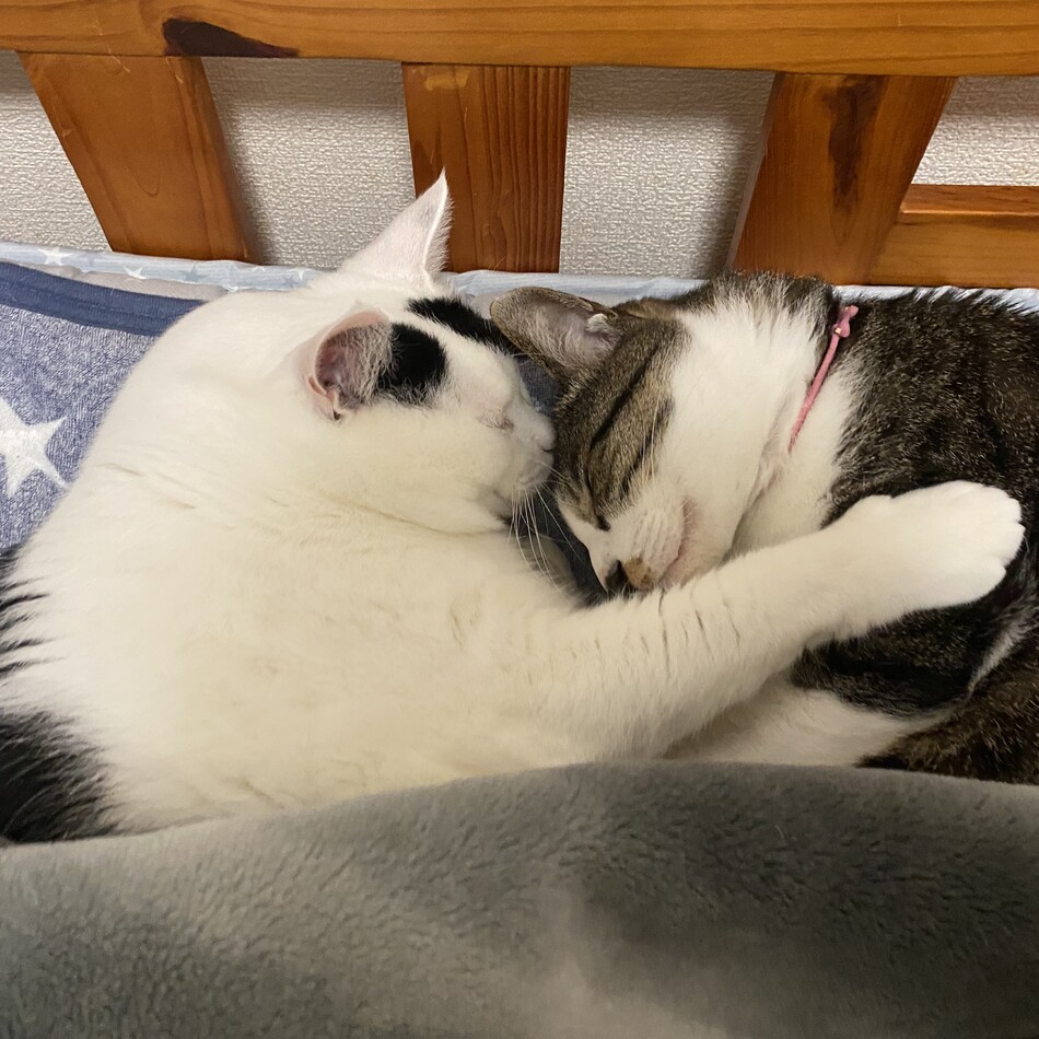 レオのカバー写真