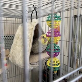 大事にしてくれる方　オカメインコの女の子