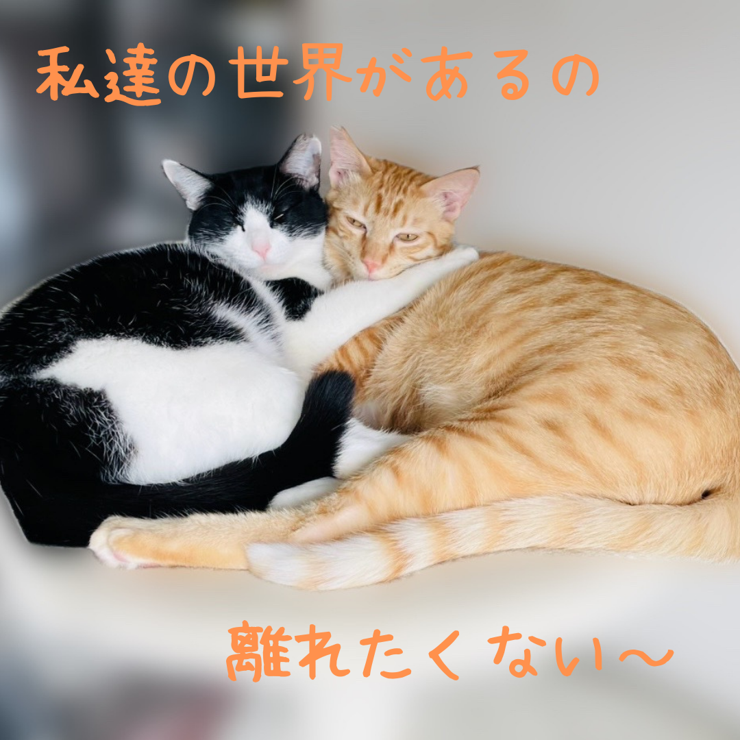 一緒がいいな！仲良し2匹！【大阪市】 サムネイル2