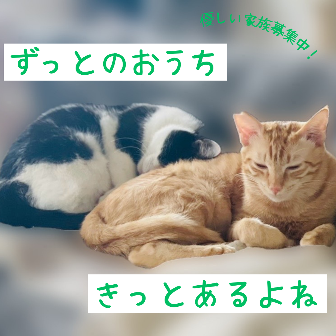 一緒がいいな！仲良し2匹！【大阪市】 サムネイル3