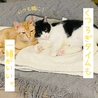 一緒がいいな！仲良し2匹！【大阪市】 サムネイル4
