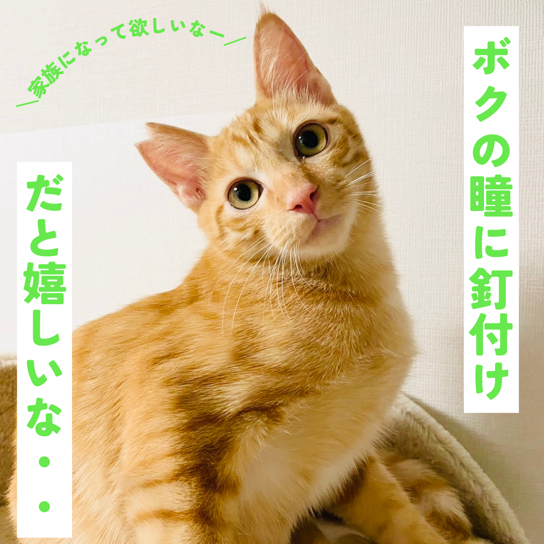 一緒がいいな！仲良し2匹！【大阪市】 サムネイル5