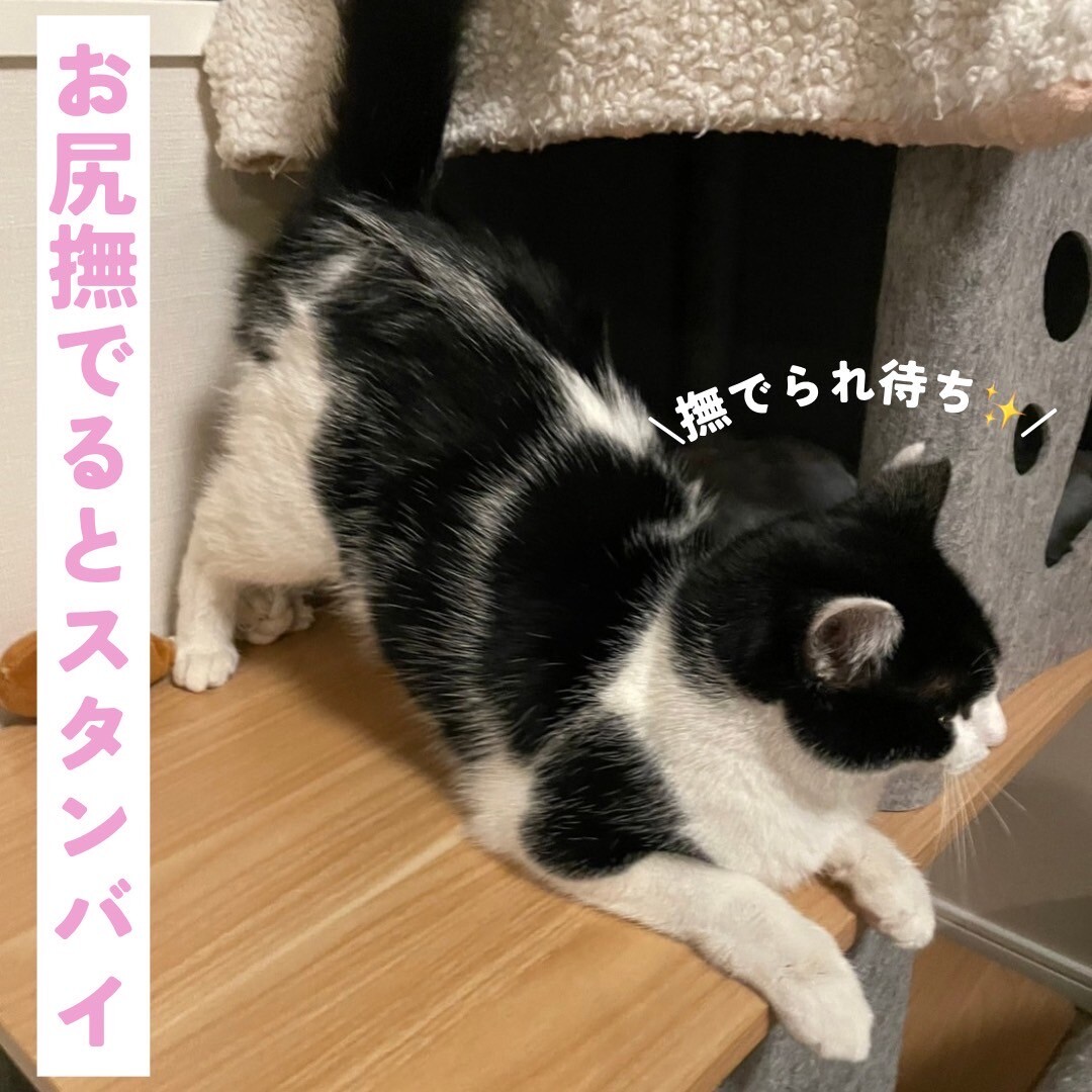 一緒がいいな！仲良し2匹！【大阪市】 サムネイル6