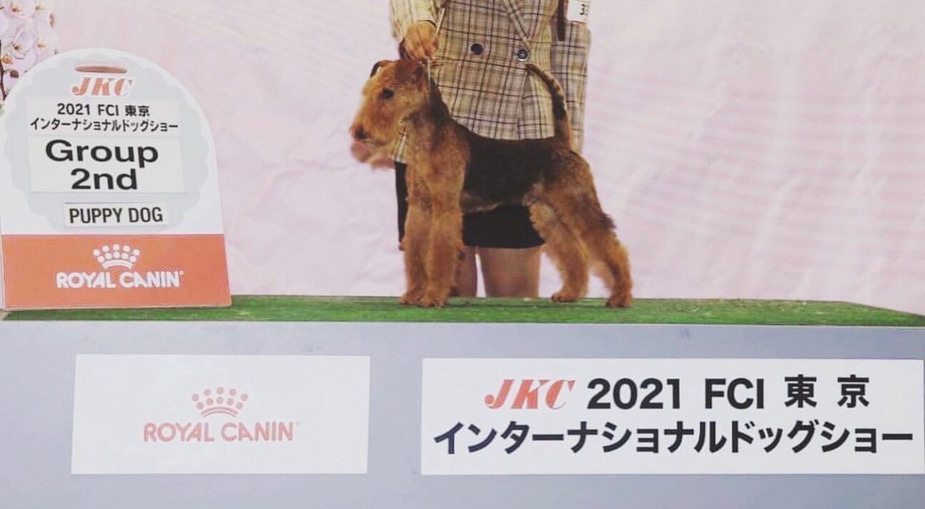 良血統のレークランドテリア」三重県 - 犬の里親募集(513720