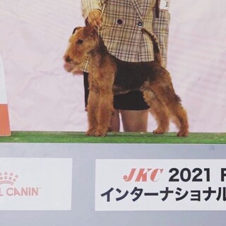 良血統のレークランドテリア