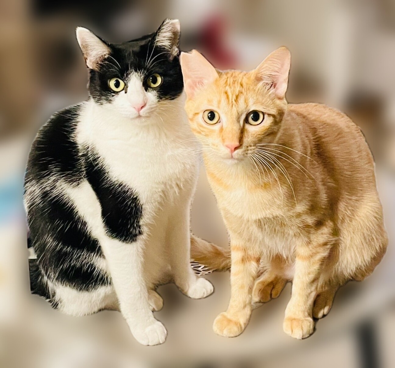 一緒がいいな！仲良し2匹！【大阪市】 サムネイル1