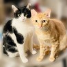 一緒がいいな！仲良し2匹！【大阪市】 サムネイル1