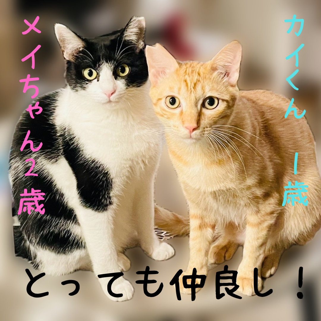 一緒がいいな！仲良し2匹！【大阪市】 サムネイル7