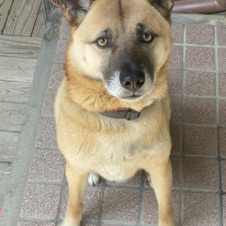 飼い主さん高齢のため里親募集（代理投稿）