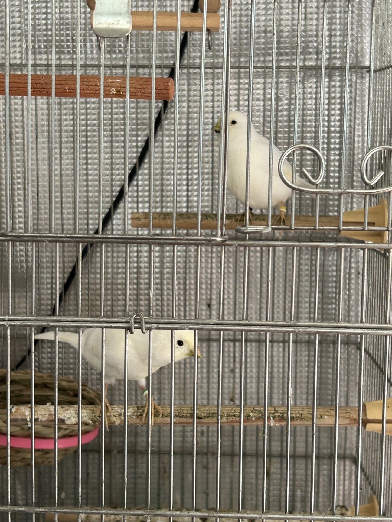 白カナリアゆずります」栃木県 - 鳥の里親募集(513722) :: ペットの