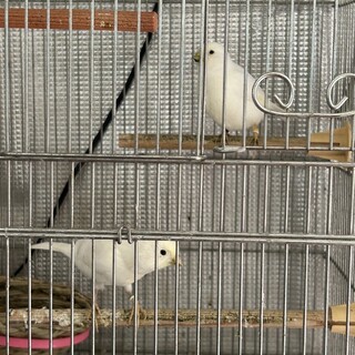 白カナリアゆずります