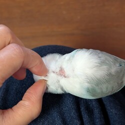 「フサフサしてきた！」サムネイル2