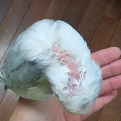 「フサフサしてきた！」サムネイル3