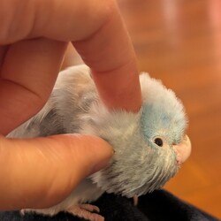 「カキカキ」サムネイル2