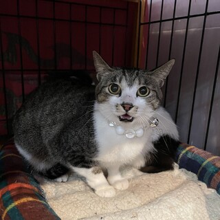 少し怖がりな甘えん坊さん