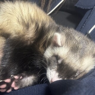 生後7ヶ月のフェレットちゃんの里親募集します