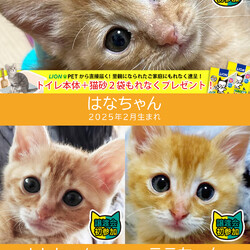 子猫5匹含む18匹参加！★みよし市