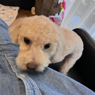 里親様が決まりました。