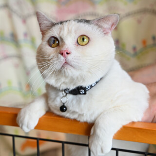 フワフワ・おっとり甘えん坊★飼いやすいマロ君
