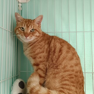 優しく穏やか赤ちゃんみたいな甘えん坊チャトラン君