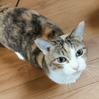 めちゃくちゃ愛想よい人馴れ三毛猫　ミーちゃん