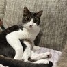 去年保護しました。子猫だったのですがすっかり大きくなり、元気いっぱいです