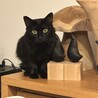 昨年保護した子のママです。子どもより体が小さくて可愛いです