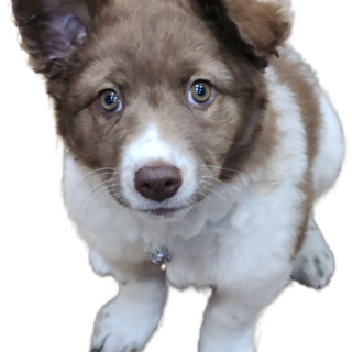 モフモフ兄妹　『絆』♂️バベシア治療中