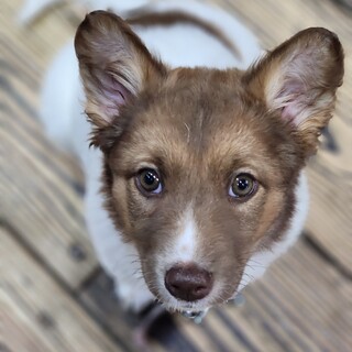 モフモフ兄妹　『可憐』♀️バベシア治療中