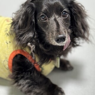 仮名：笑鞠(えまり)♀推定10歳前後