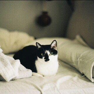 とっても人懐っこいハチくん