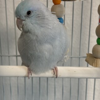 マメルリハ　アメリカンホワイト　オス