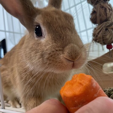 ニンジン大好き