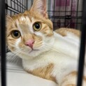 美猫4兄弟　茶白　くりくん　10ヶ月