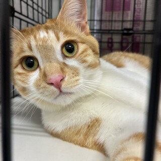 美猫4兄弟　茶白　くりくん　10ヶ月