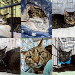 名古屋市 南生涯学習センターで譲渡会