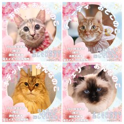 あまえんぼうがいっぱい！ウリエル譲渡会 サムネイル2