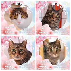 あまえんぼうがいっぱい！ウリエル譲渡会 サムネイル3